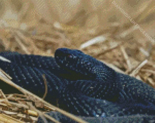 black Common Adder Diamond By Numbers