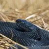 black Common Adder Diamond By Numbers