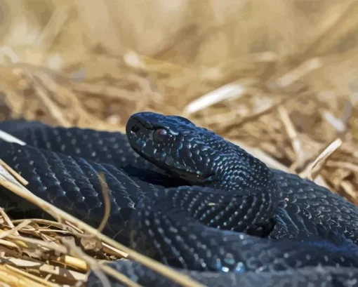 black Common Adder Diamond By Numbers