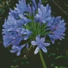 blue Agapanthus Diamond By Numbers