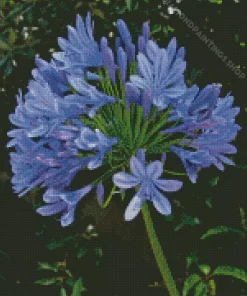 blue Agapanthus Diamond By Numbers