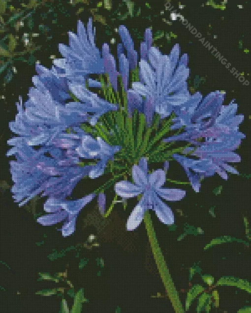 blue Agapanthus Diamond By Numbers