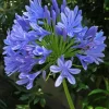 blue Agapanthus Diamond By Numbers