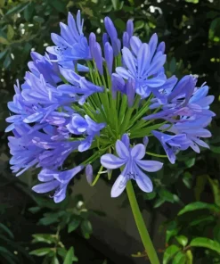 blue Agapanthus Diamond By Numbers