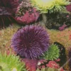 Sea urchins Diamond By Numbers