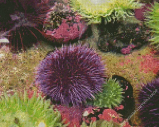 Sea urchins Diamond By Numbers