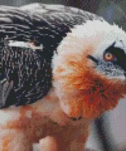 Bearded vulture Diamond Paints