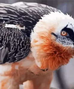 Bearded vulture Diamond Paints