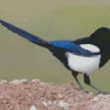 Black billed magpie Diamond Paints
