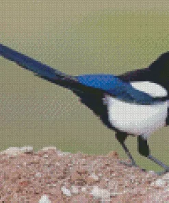 Black billed magpie Diamond Paints