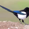 Black billed magpie Diamond Paints