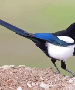 Black billed magpie Diamond Paints