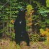 Dancing bear in forest Diamond Dotz