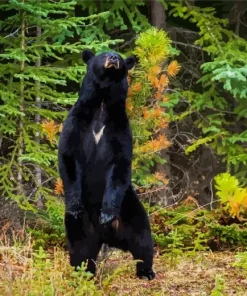 Dancing bear in forest Diamond Dotz