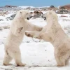 Polar Bear Dancing Diamond Dotz