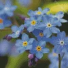 Scorpion grasses Forget me nots Diamond Dotz
