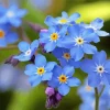Scorpion grasses Forget me nots Diamond Paints