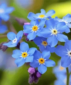 Scorpion grasses Forget me nots Diamond Paints