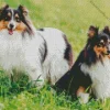 Shetland Dogs Diamond Paintings