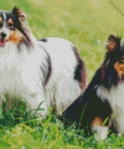 Shetland Dogs Diamond Paintings