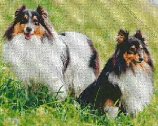 Shetland Dogs Diamond Paintings