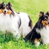 Shetland Dogs Diamond Paintings