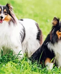 Shetland Dogs Diamond Paintings