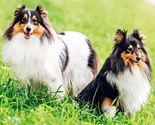 Shetland Dogs Diamond Paintings
