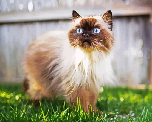 himalayan cat walking grass Diamond Paints