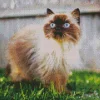 himalayan cat walking grass Diamond Paints