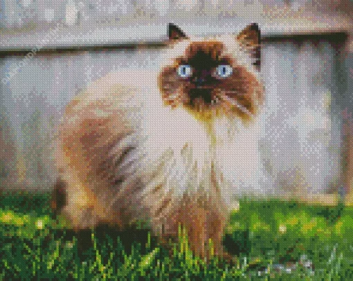himalayan cat walking grass Diamond Paints