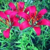 pink Wood Lily flowers Diamond Paints