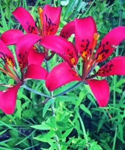 pink Wood Lily flowers Diamond Paints
