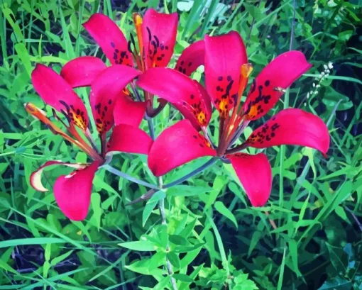 pink Wood Lily flowers Diamond Paints