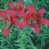 pink Wood Lily flowers Diamond Paints