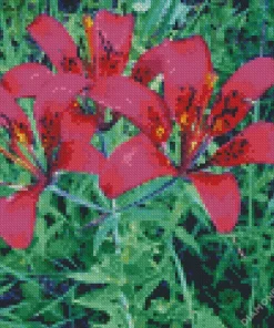 pink Wood Lily flowers Diamond Paints