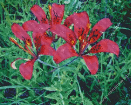 pink Wood Lily flowers Diamond Paints