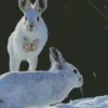 snowshoe hare Diamond Dotz