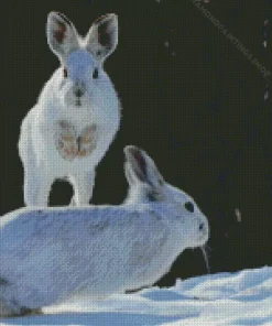 snowshoe hare Diamond Dotz