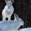 snowshoe hare Diamond Dotz