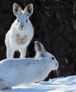 snowshoe hare Diamond Dotz