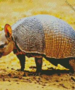Armadillo animal Diamond With Numbers