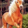 Brown Horse With Blond Hair Diamond Dotz