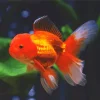 Oranda Goldfish Diamond Paintings