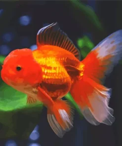 Oranda Goldfish Diamond Paintings