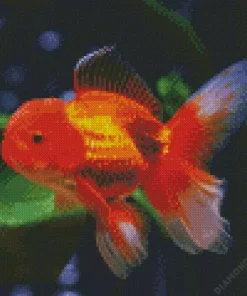 Oranda Goldfish Diamond Paintings
