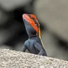 Orange Agama Diamond Paintings