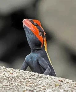 Orange Agama Diamond Paintings