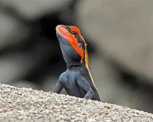 Orange Agama Diamond Paintings