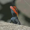 Orange Agama Diamond Paintings